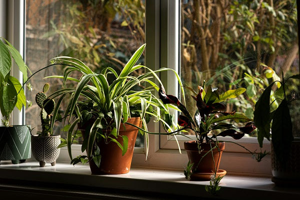 Top 5 Houseplants With Shallow Roots