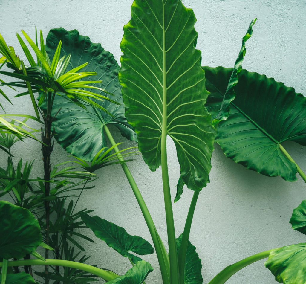 Your Ultimate Plantcare Guide For Alocasia Houseplants