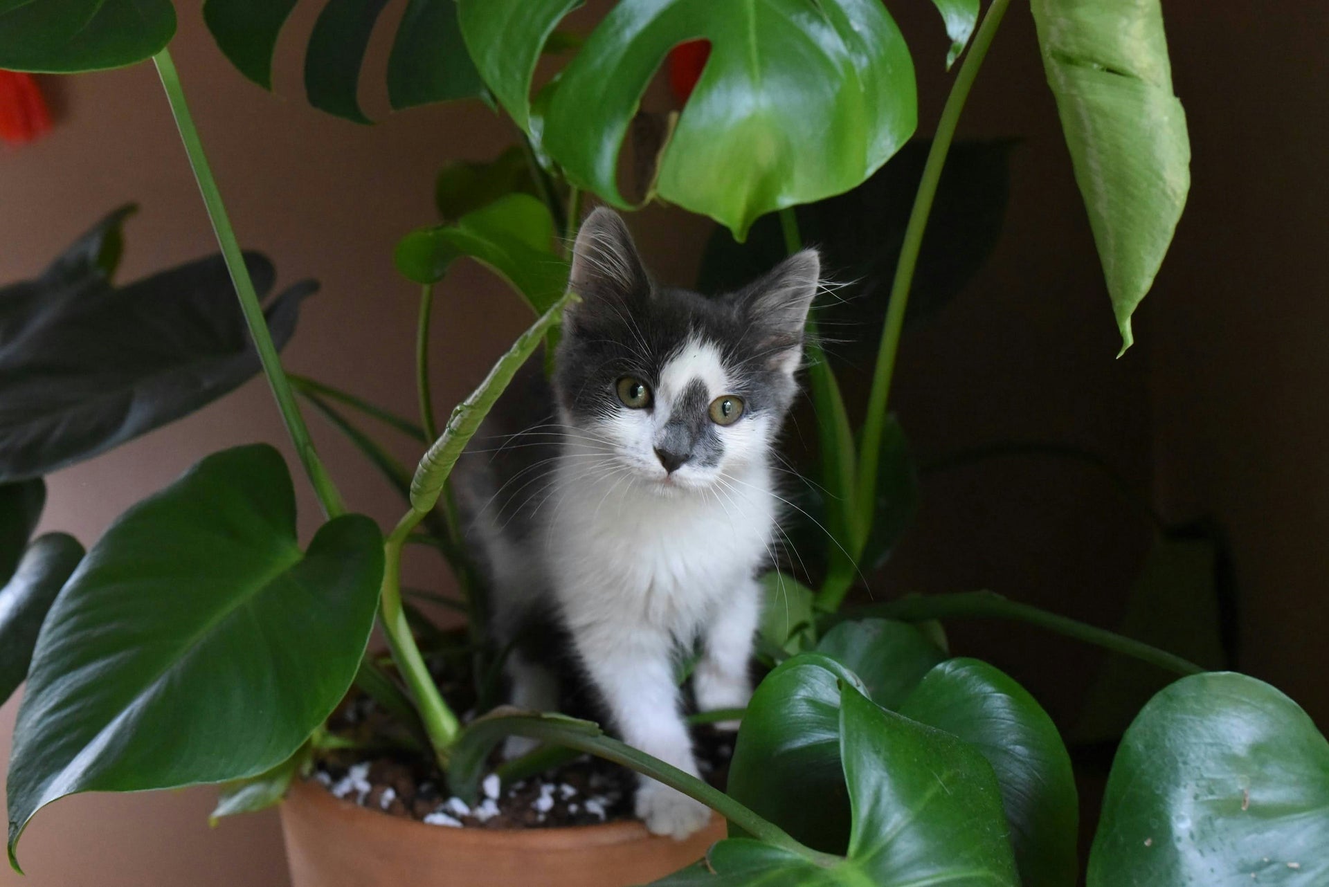 Cat Safe Houseplants