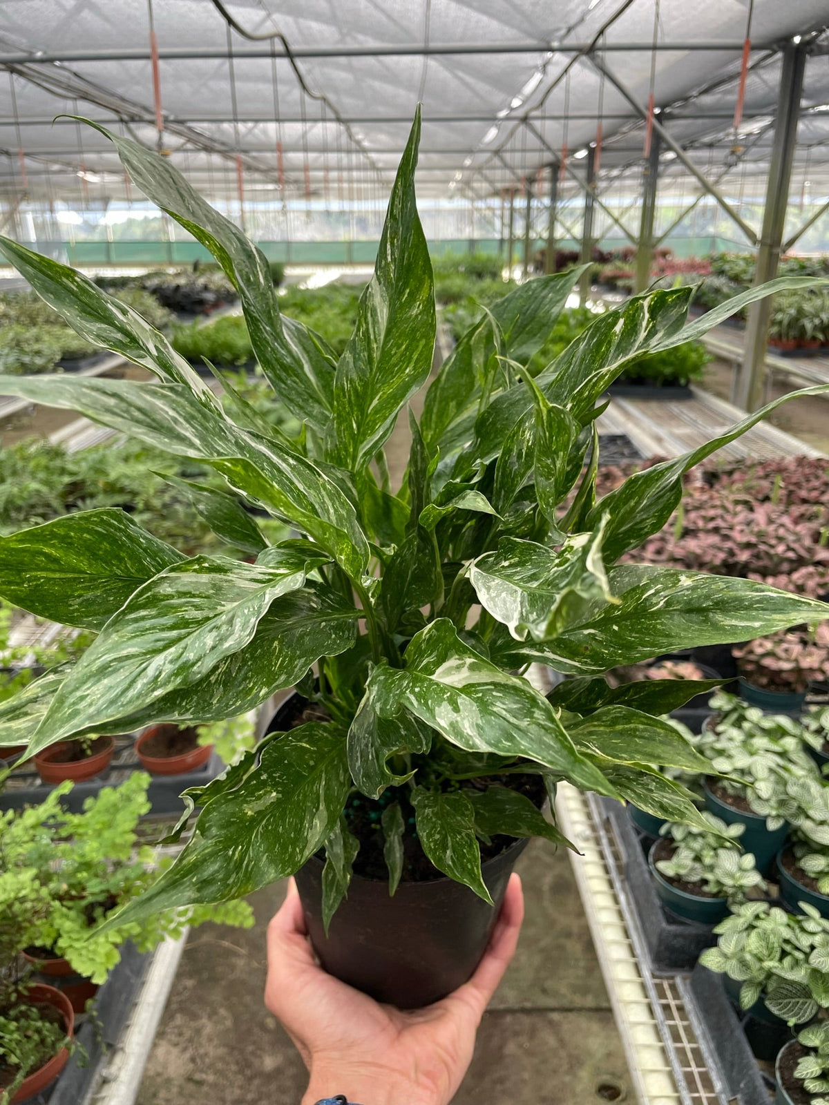 Variegated Peace Lily 'Domino'